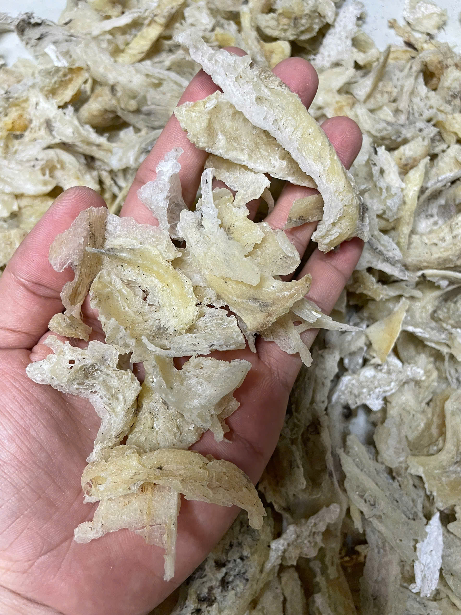 Chân yến cục thô